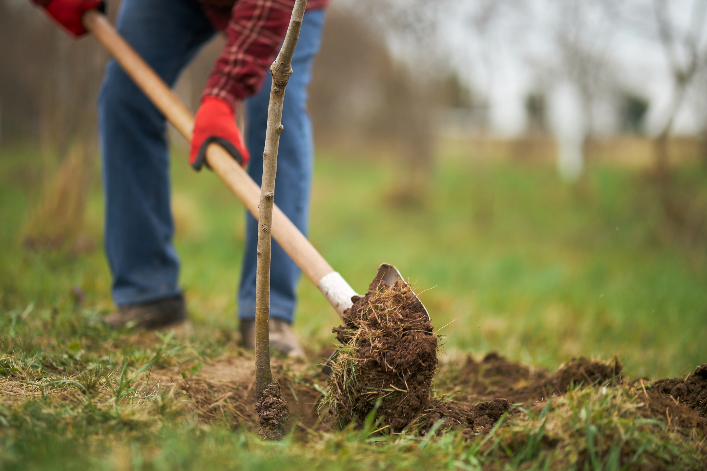 Close,Up,Of,Gardener,Planting,Tree,,Digging,With,Spade.,Male